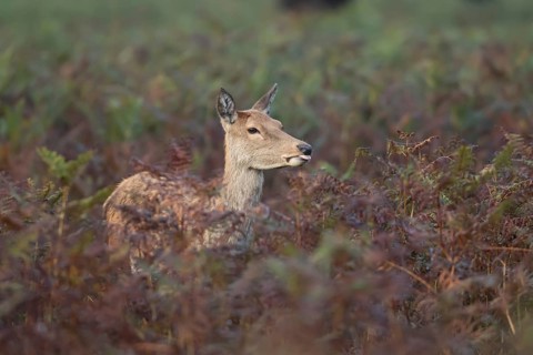 Red deer (Cervus elaphus) adult female doe animal sticking its tongue out amongst bracken in