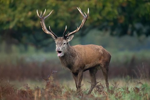 Red deer (Cervus elaphus) adult male stag animal roaring with its mouth open during the rutting