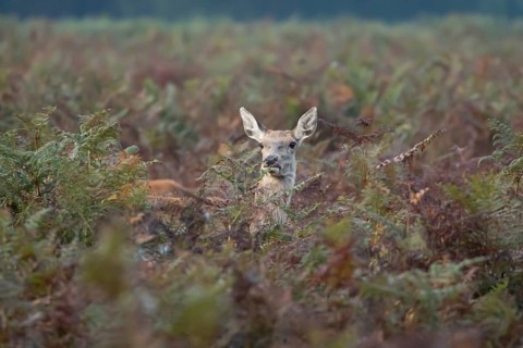Red deer (Cervus elaphus) adult female doe animal amongst bracken in autumn, England, United