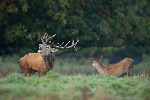 Red deer (Cervus elaphus) adult male stag animal roaring with its mouth open during the annual rut