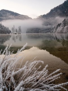 View across Königssee to Christlieger Island and frozen trees in fog, frozen grass in front,