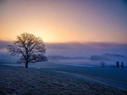 Silhouette of an unleafy deciduous tree in high fog, Högl, Anger, Berchtesgadener Land, Upper