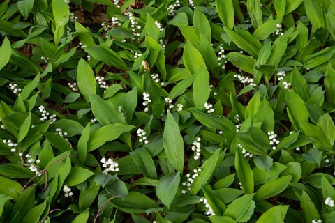 Lily of the valley (Convallaria majalis), flower, Damme, Lower Saxony, Germany