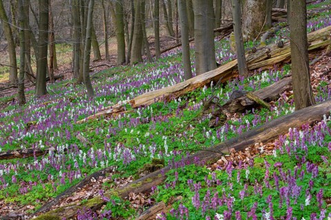 Hollow larkspur (Corydalis cava), Teutoburg Forest, Bad Iburg, Lower Saxony, Germany