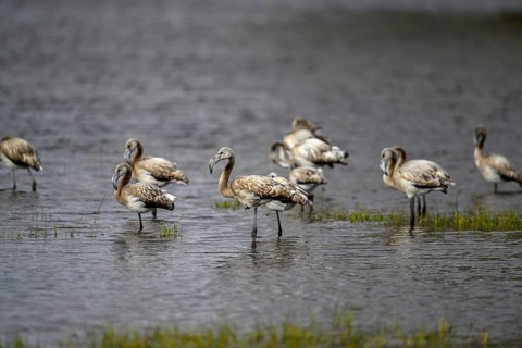Pink flamingos (Phoenicopterus roseus) in a lagoon, juveniles, Makgadikgadi Pans National Park,