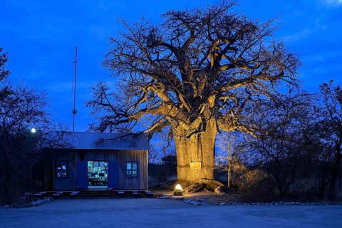 Baobab tree (Adansonia digitata), blue hour, Planet Baobab, lodge near the village of Gweta,