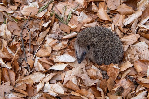 Hedgehog (Erinaceidae) on the forest floor looking for winter quarters, Cloppenburg, Lower Saxony,