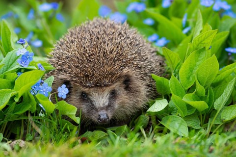 Hedgehog, brown-breasted hedgehog (Erinaceus europaeus), Oldenburger Muensterland, Vechta, Lower
