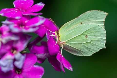 Lemon butterfly (Gonepteryx rhamni), Vechta, Lower Saxony, Germany