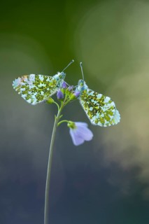 Aurora butterfly (Anthocharis cardamines) on meadowfoam, Vechta, Lower Saxony, Germany