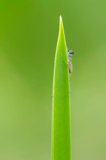 Blue-tailed damselfly (Ischnura elegans), Ahlhorn, Lower Saxony, Germany