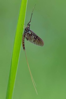 Ephemera danica or Danish mayfly (Ephemera danica), Ahlhorn, Lower Saxony, Germany