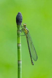 Red-eyed Damselfly (Erythromma najas), Ahlhorn, Lower Saxony, Germany