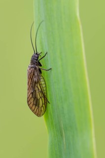 Common water lacewing (Sialis cf. lutaria) on a reed stalk, Ahlhorn, Lower Saxony, Germany