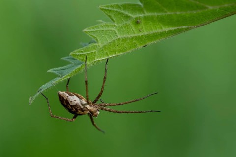Cross spiders (Araneus), Ahlhorn, Lower Saxony, Germany