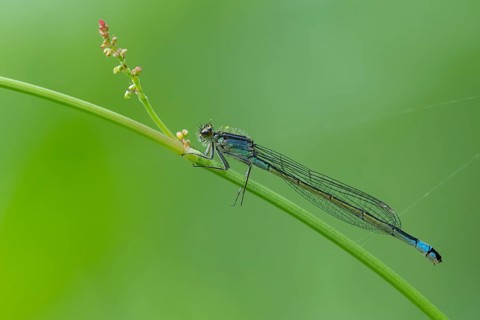 Blue-tailed damselfly (Ischnura elegans), Ahlhorn, Lower Saxony, Germany