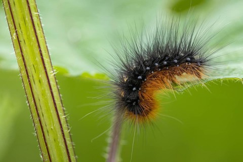 Caterpillar of the Garden tiger moth (Arctia caja), Ahlhorn, Lower Saxony, Germany
