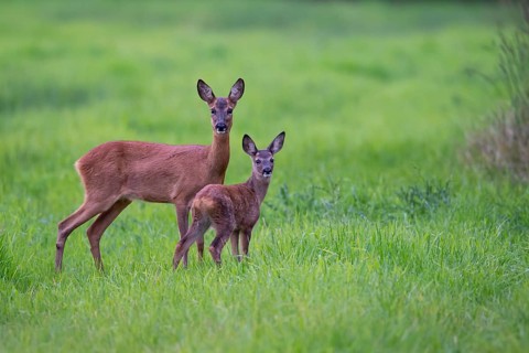 Ricke with fawn in a meadow at leaf time, deer, Vechta, Lower Saxony, Germany