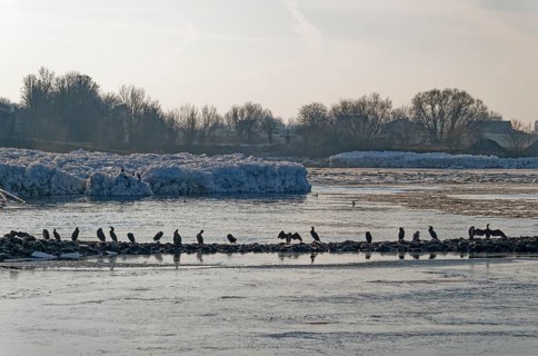 Cormorants on rocks and on icebergs on the Elbe in the area of the federal waterway near Geesthacht