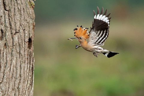 Hoopoe in flight (Upupa epops), Faßberg, Lower Saxony, Germany