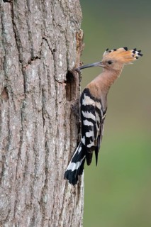Hoopoe (Upupa epops), Faßberg, Lower Saxony, Germany