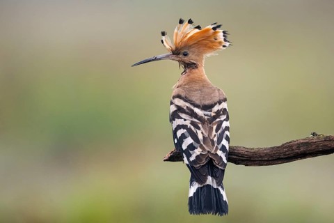 Hoopoe (Upupa epops), Faßberg, Lower Saxony, Germany