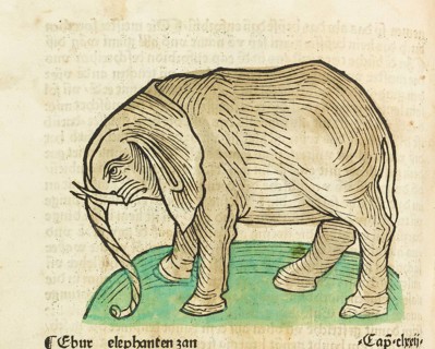 Elephant, old coloured woodcut from Gart der Gesundheit, published by Johannes de Cuba, Johannes