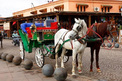 Horses and horse-drawn carriage for sightseeing tours with tourists, Marrakech, historic old town,