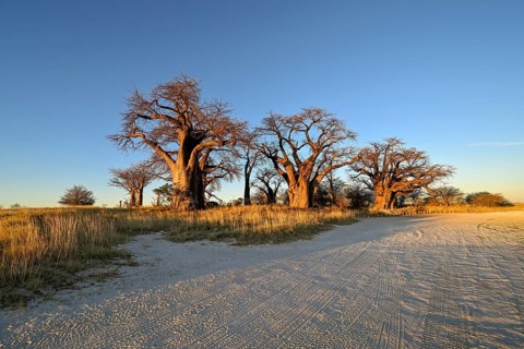 Baines Baobabs, baobab or baobab trees (Adansonia digitata), Kudiakam Pan, Nxai Pan National Park,