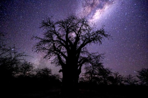 Starry sky above a baobab or baobab tree (Adansonia digitata), Kudiakam Pan, Nxai Pan National