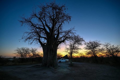Camping vehicle under a baobab tree (Adansonia digitata), Kudiakam Pan, Nxai Pan National Park,