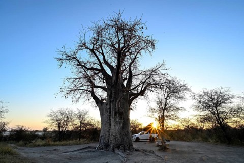 Sunrise behind a baobab or baobab tree (Adansonia digitata) on the edge of the Kudiakam Pan, Nxai