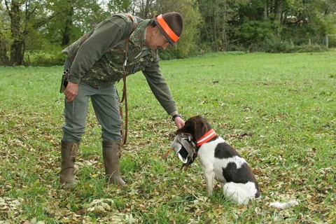 Hunting dog Small Munsterlander retrieves and hands over shot mallard drake (Anas platyrhynchos) to