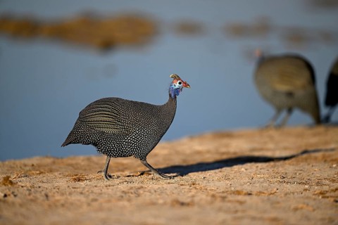 Helmeted guinea fowl (Numida meleagris) at the Nxai Pan waterhole, Nxai Pan National Park, near