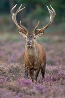 Red deer (Cervus elaphus), rut, Hoenderloo, Gelderland, Netherlands