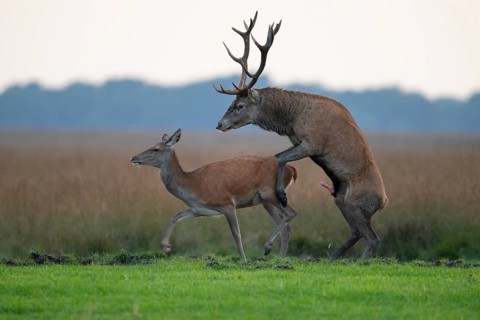 Red deer (Cervus elaphus) mating, Hoenderloo, Gelderland, Netherlands