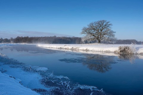 Old oak tree on the Hunte near Colnrade in winter, Bühren, Colnrade, Lower Saxony, Germany