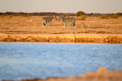 Plains zebra (Equus quagga) at the Nxai Pan waterhole, Nxai Pan National Park, near Gweta, Central