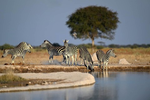 Plains zebra (Equus quagga) at the Nxai Pan waterhole, Nxai Pan National Park, near Gweta, Central