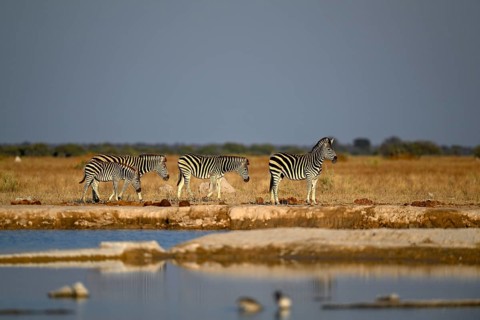 Plains zebra (Equus quagga) at the Nxai Pan waterhole, Nxai Pan National Park, near Gweta, Central