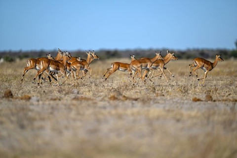Black verse impala (Aepyceros melampus), Nxai Pan National Park, near Gweta, Central District,