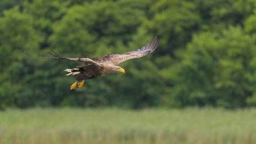 White-tailed eagle (Haliaeetus albicilla), in flight over a landscape of reeds and lakes,