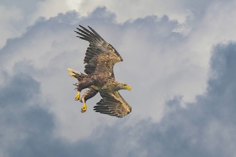 White-tailed eagle (Haliaeetus albicilla), in flight in front of thunderclouds, Mecklenburg-Western