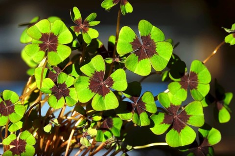 Four-leaf clover, symbol of luck, Germany