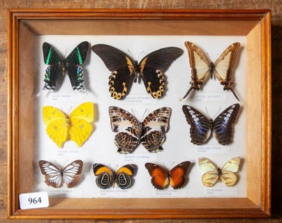 Framed display of tropical butterflies on sale at auction identified by Latin names and origin, UK