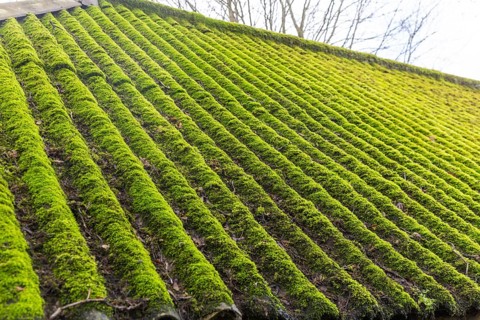 Moss growth on corrugated iron roof indicative of dampness, Wiltshire, England, UK