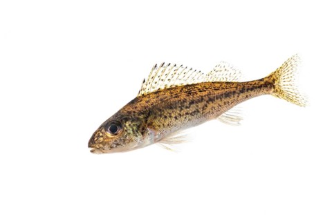 Ruffe (Gymnocephalus cernua), fish, free-ranging, Vechta, Lower Saxony, Germany