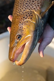 Electrofishing in the floodplain for sea trout and salmon, Wildeshausen, Lower Saxony, Germany