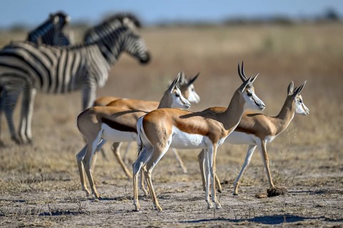 Springbok (Antidorcas hofmeyri) and plains zebra (Equus quagga) at the Nxai Pan waterhole, Nxai Pan
