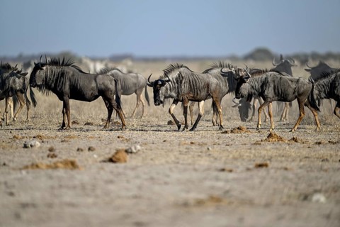 Blue wildebeest (Connochaetes taurinus) at the Nxai Pan waterhole, Nxai Pan National Park, near